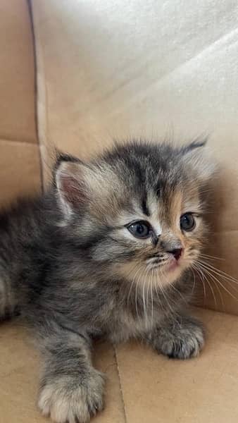 2 Month old Kitten for Sale ( siberian and persian crossed breed ) 10