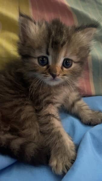 2 Month old Kitten for Sale ( siberian and persian crossed breed ) 11