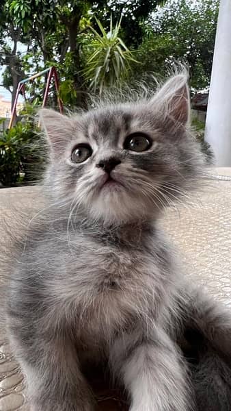 2 Month old Kitten for Sale ( siberian and persian crossed breed ) 12