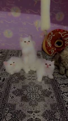 pure Persian kitten triple coated