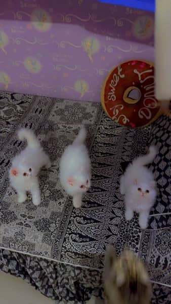 pure Persian kitten triple coated 1