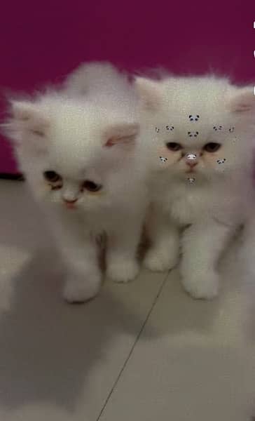 pure Persian kitten triple coated 2