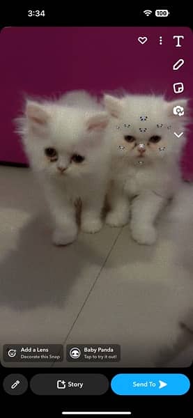 pure Persian kitten triple coated 3