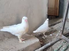 Pure White Fancy Chicks pair for sale