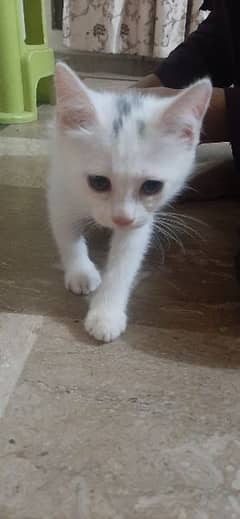 persian cat cat kitten for sale 0