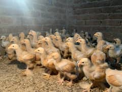 one month Golden buff chicks cargo Available all in Pakistan Healthy