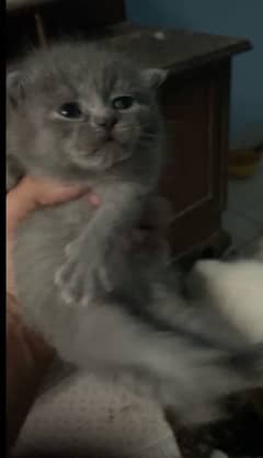 Persian kittens Gray black White