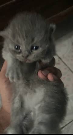Persian kittens Gray black White