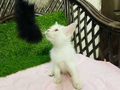 Persian kittens White and Black