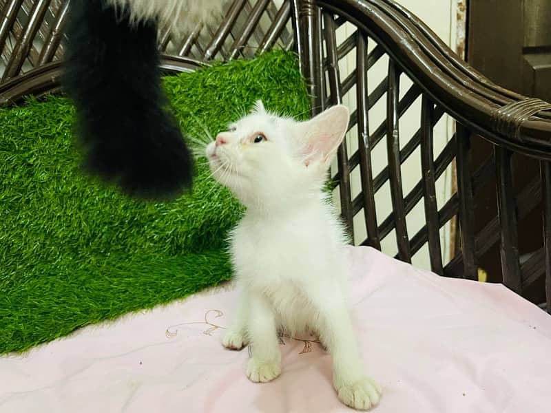 Persian kittens Gray black White 4