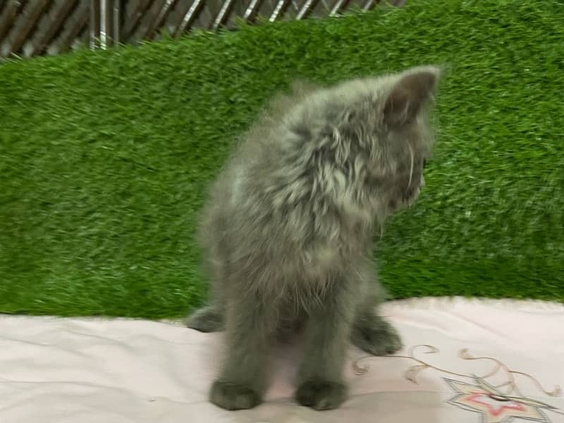 Persian kittens Gray black White 3