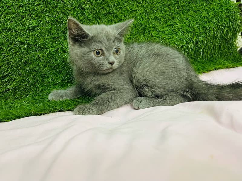 Persian kittens Gray black White 7