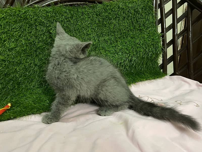 Persian kittens Gray black White 8