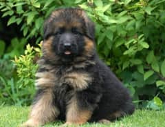 German Shepherd extreme quality puppies available