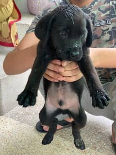 Labrador Puppies Pedigree 0