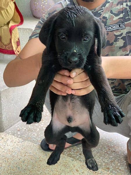 Labrador Puppies Pedigree 1