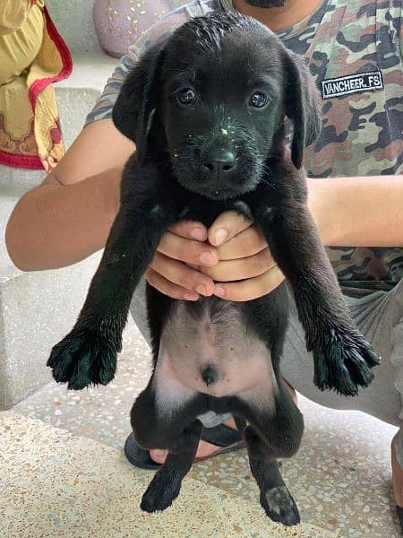 Labrador Puppies Pedigree 2