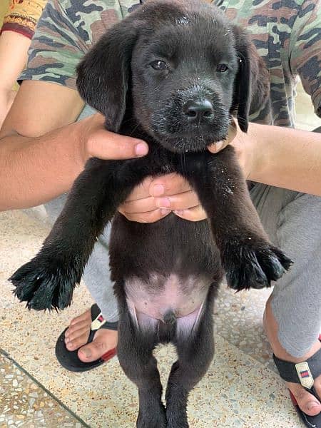 Labrador Puppies Pedigree 3