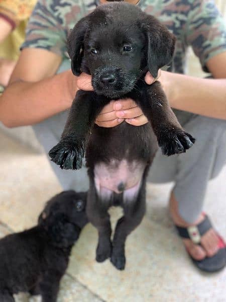 Labrador Puppies Pedigree 4