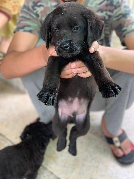 Labrador Puppies Pedigree 5