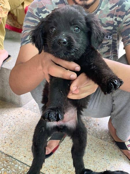 Labrador Puppies Pedigree 6