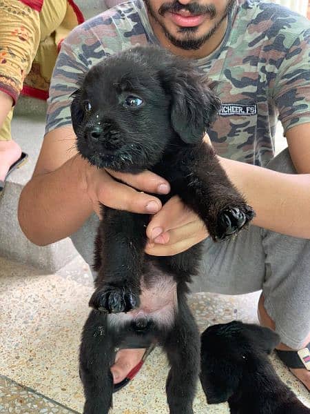 Labrador Puppies Pedigree 8