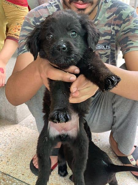 Labrador Puppies Pedigree 9