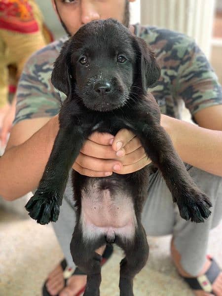 Labrador Puppies Pedigree 10