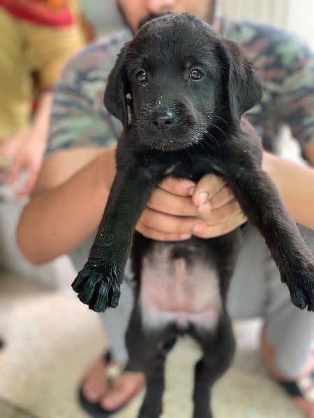 Labrador Puppies Pedigree 11