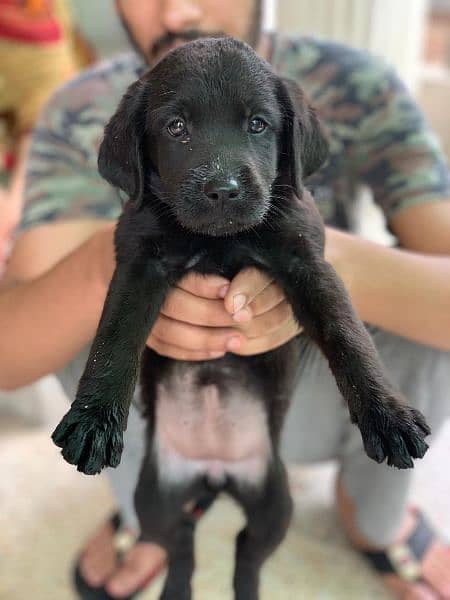 Labrador Puppies Pedigree 12