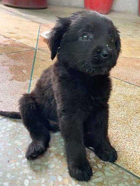 Labrador Puppies Pedigree 14