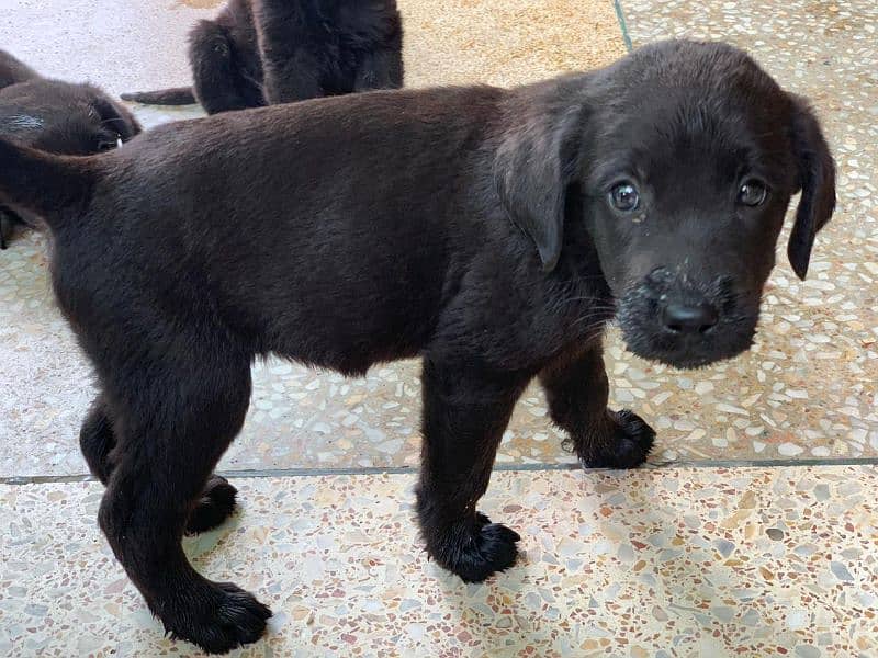 Labrador Puppies Pedigree 15