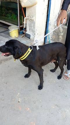 Labrador , black full , female ,airport , 80,000 0