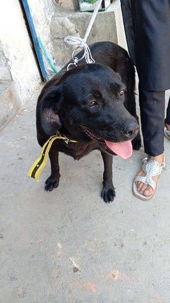 Labrador , black full , female ,airport , 80,000 1