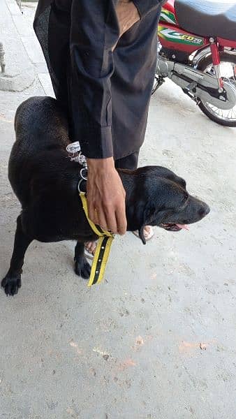 Labrador , black full , female ,airport , 80,000 2