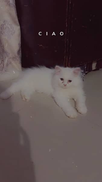 pure Persian kitten triple coated 4