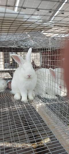 Newzeland white rabbits 1 pair