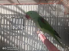 Raw parrot male (for sale)