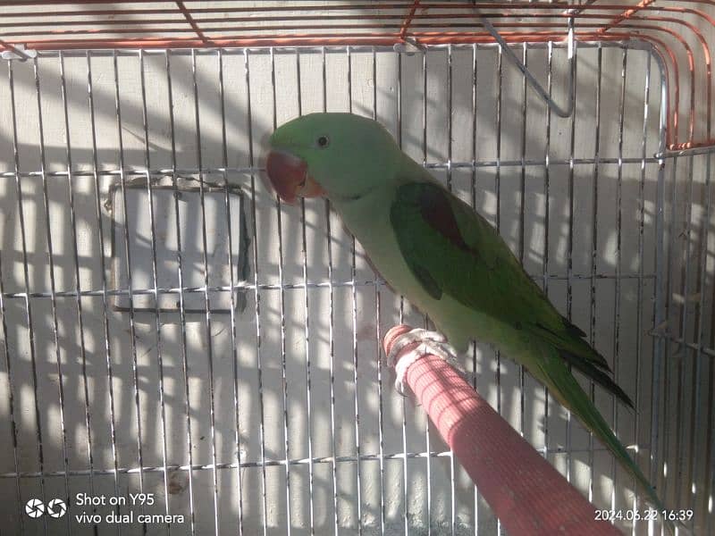 Raw parrot male (for sale) 0