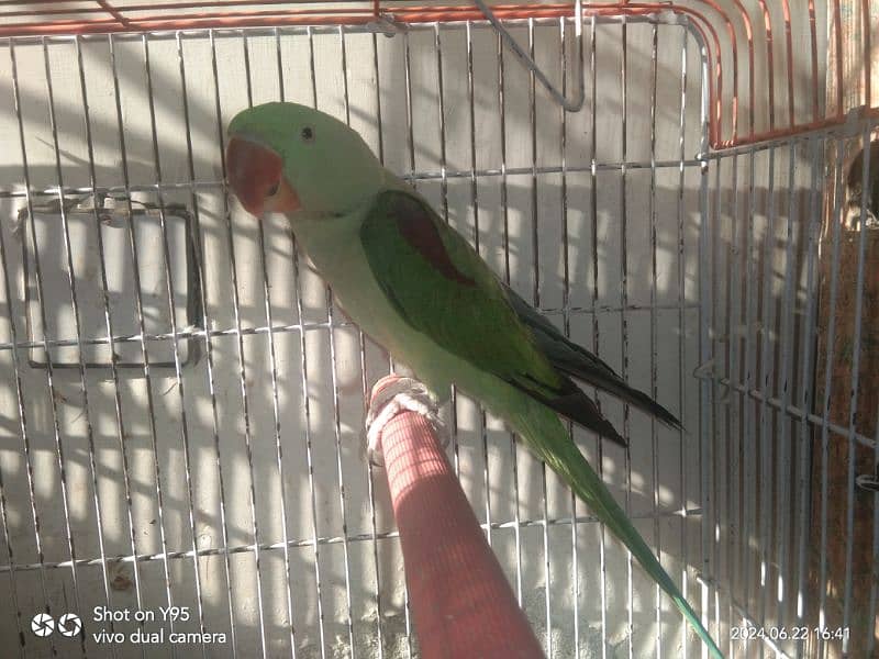 Raw parrot male (for sale) 1