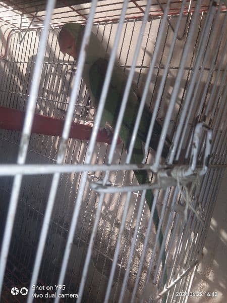 Raw parrot male (for sale) 2