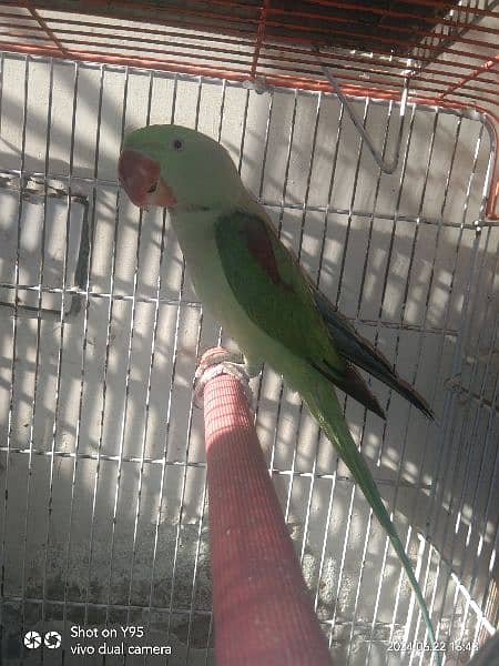 Raw parrot male (for sale) 3