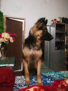 King German shepherd dog for sale
