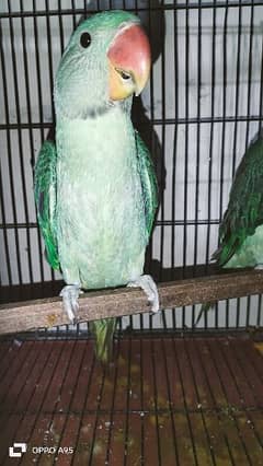 6 months baby raw parrot available