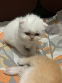 Semi Punch & Piggy face Persian kittens 0