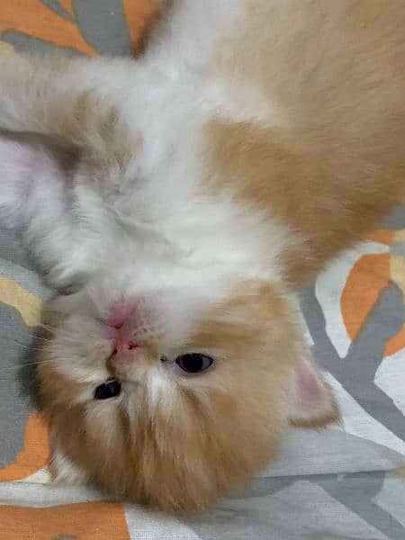 Semi Punch & Piggy face Persian kittens 3