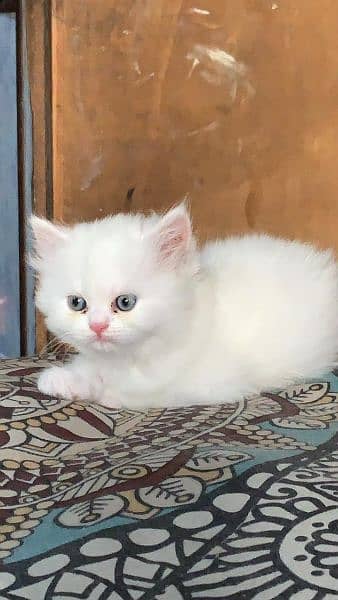 Semi Punch & Piggy face Persian kittens 6