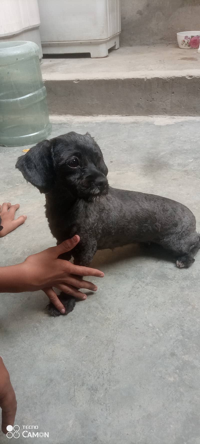 Toy poodle female for sale 0