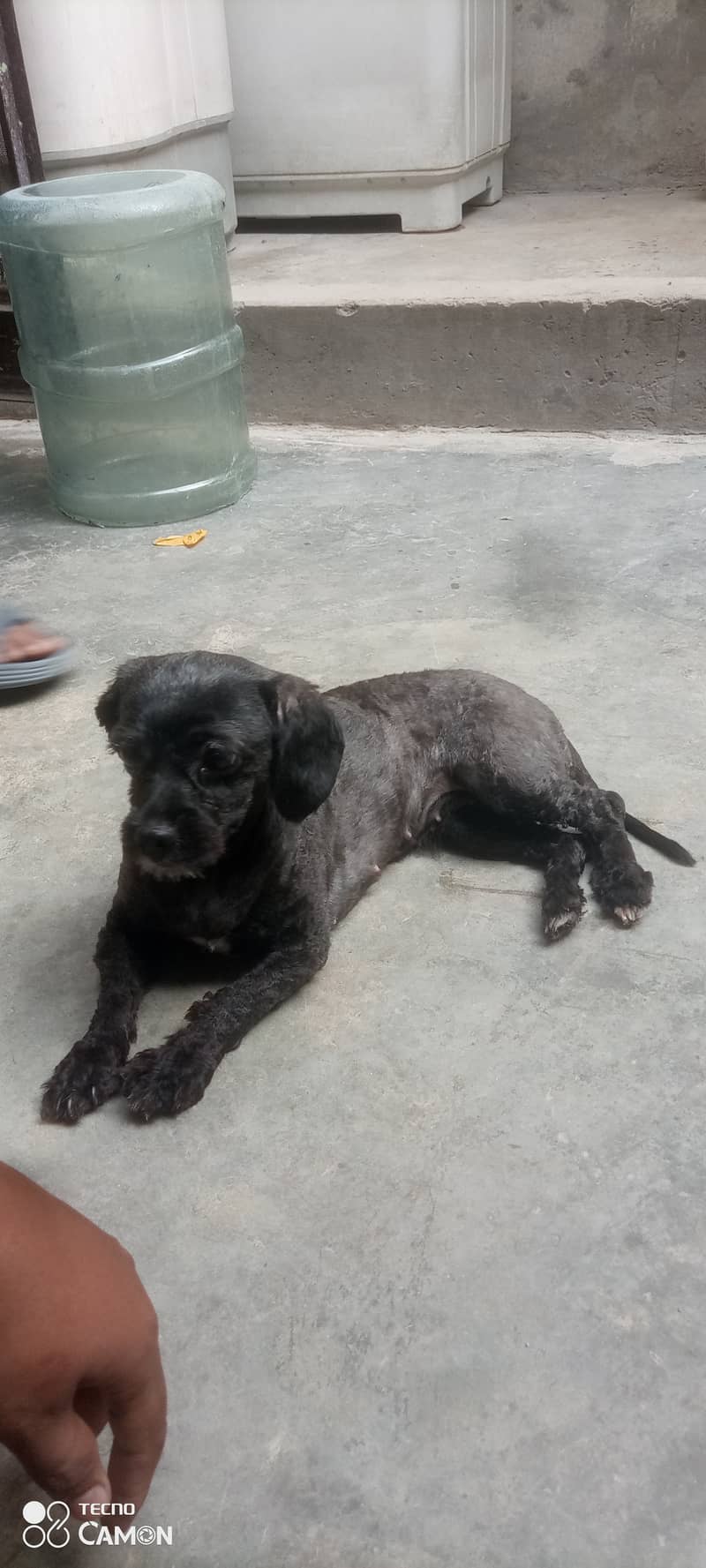 Toy poodle female for sale 1