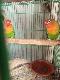 Lovebirds